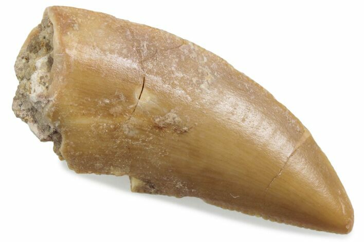 Serrated Raptor Tooth - Real Dinosaur Tooth #376470